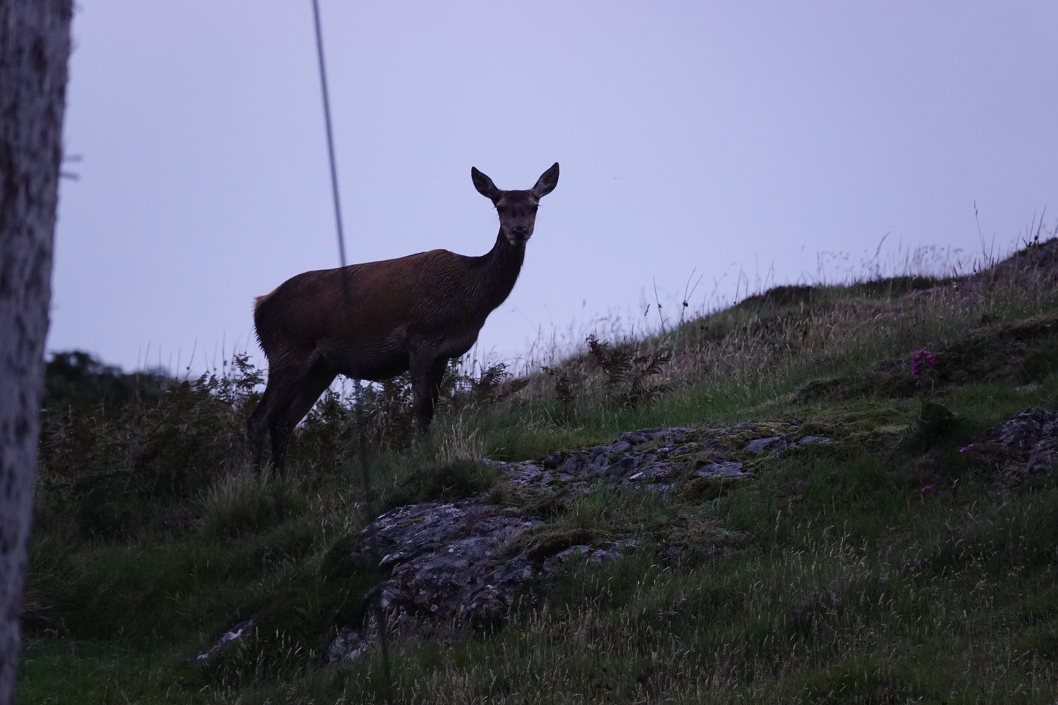 Deer standing on a rocky hillside near the cottage in Drumbeg
