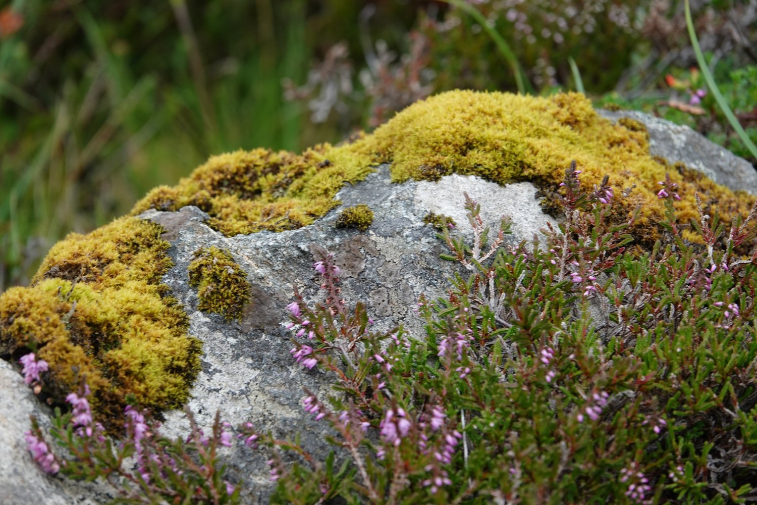 Heather and golden moss growing over rock near Drumbeg