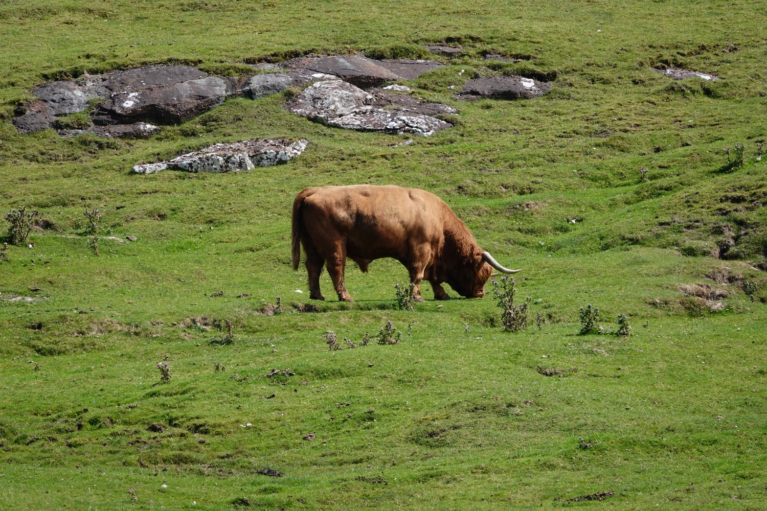 Highland cow grazing on a green hillside during our Assynt stay