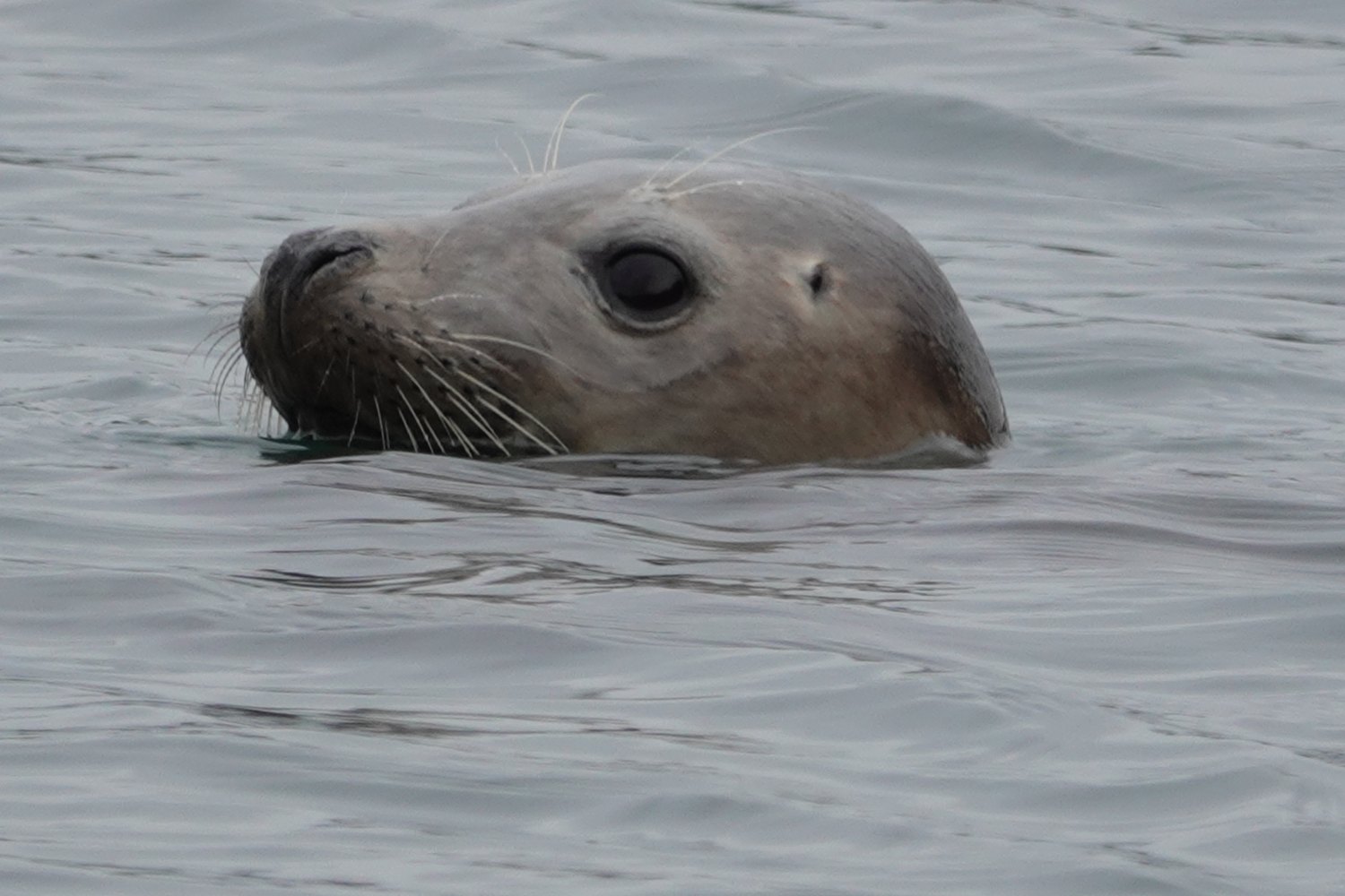 Seal watching from the water near Drumbeg in Assynt