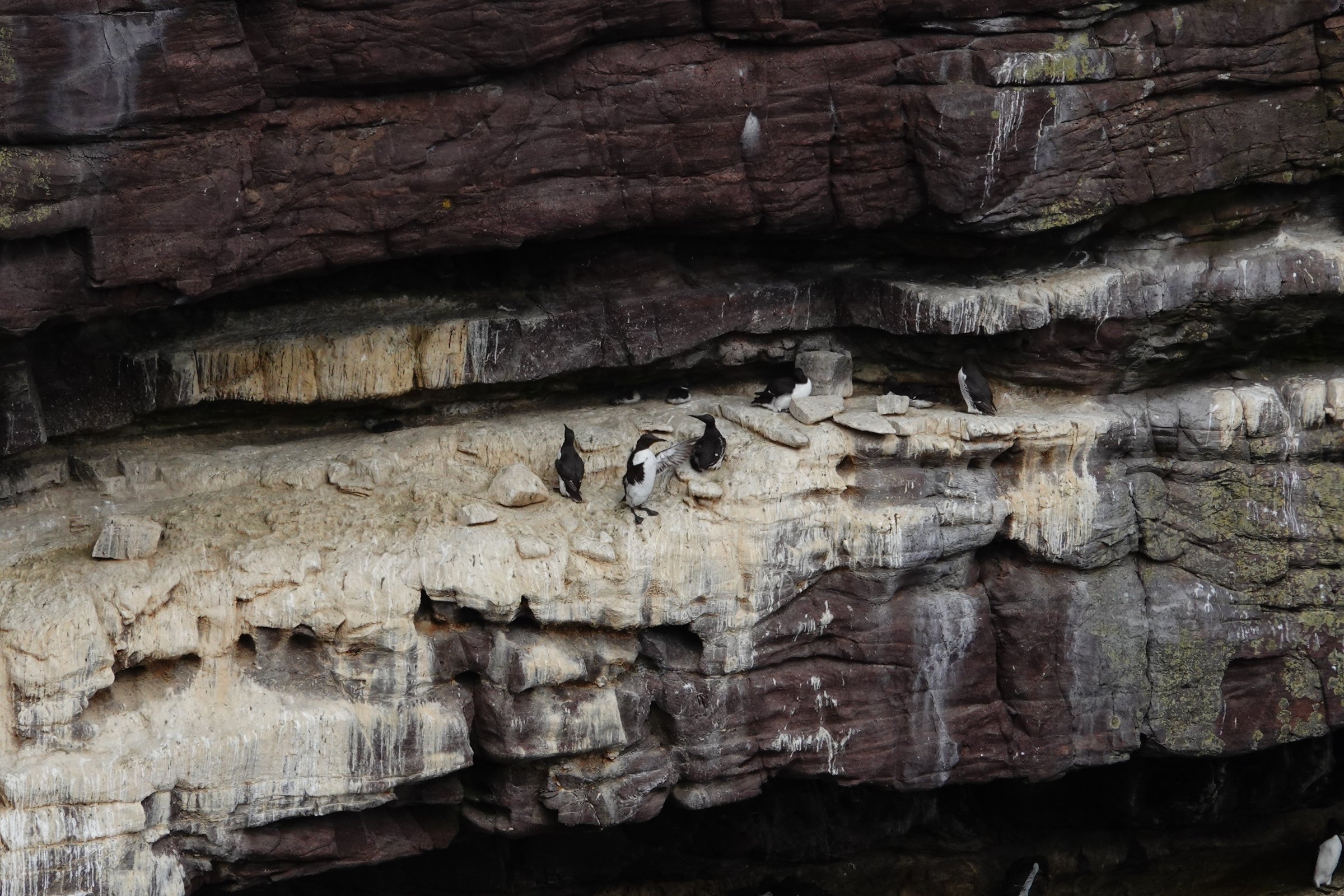 Guillemots standing on pale sandstone nesting ledges at Handa Island