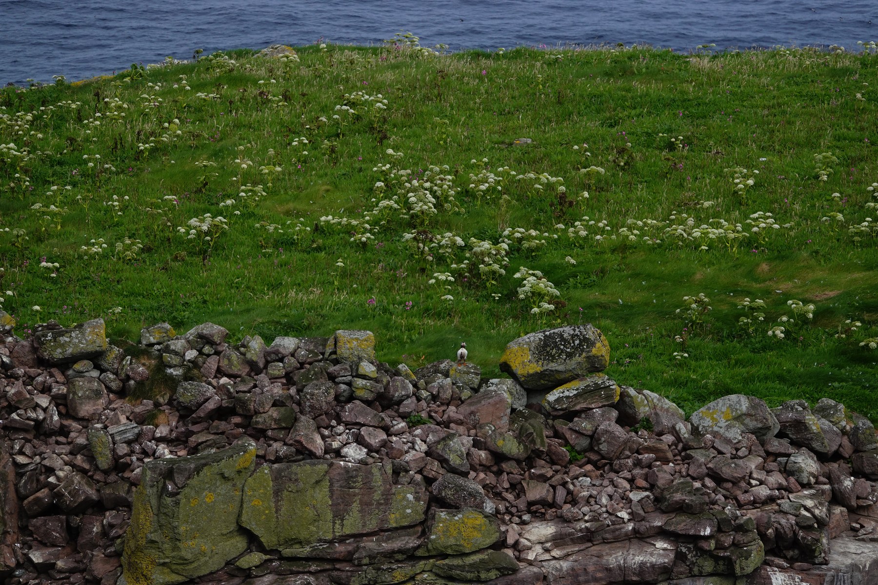 The only distant puffin we saw on Handa Island in late July