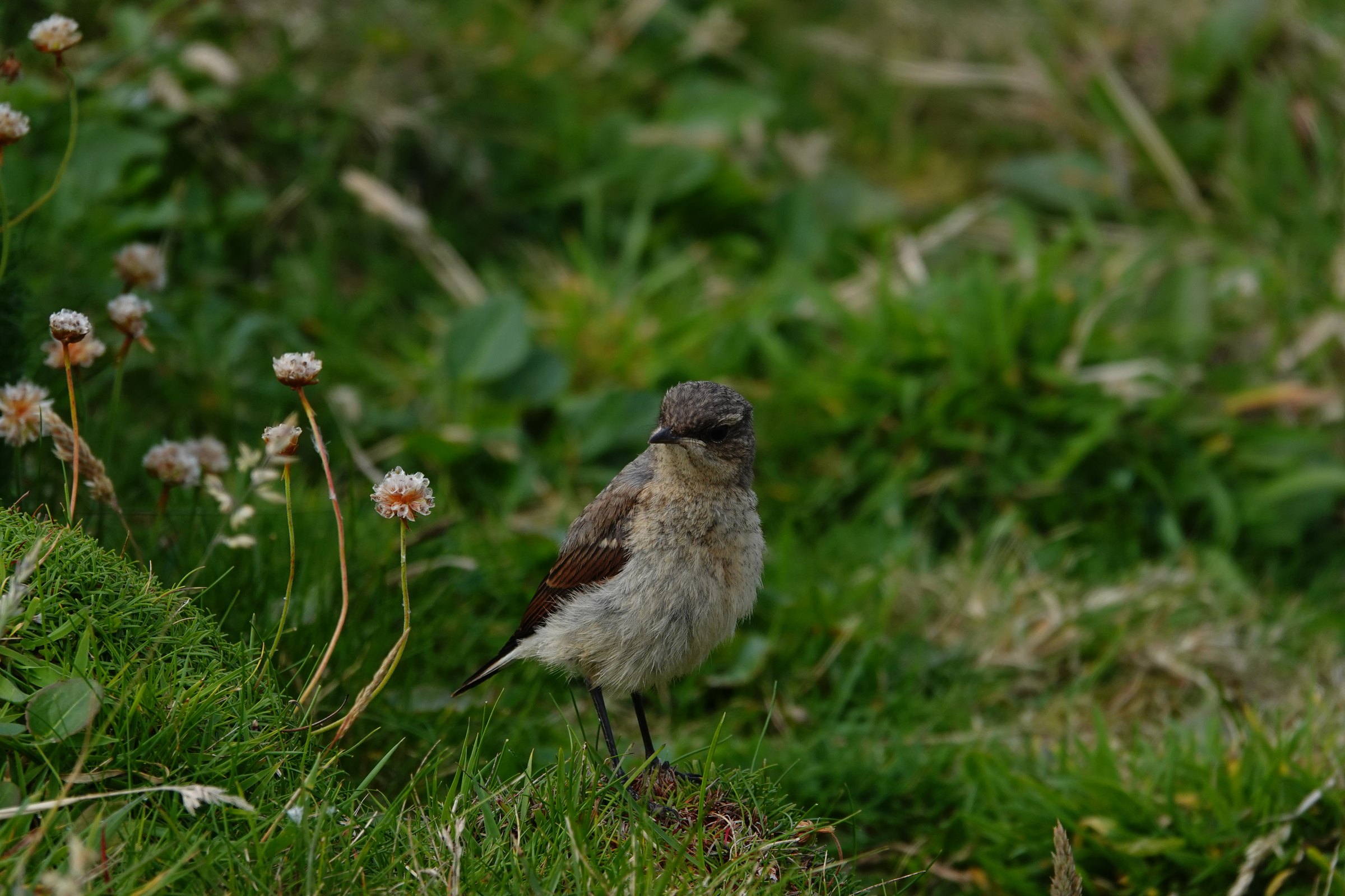Small moorland bird standing among coastal flowers on Handa Island