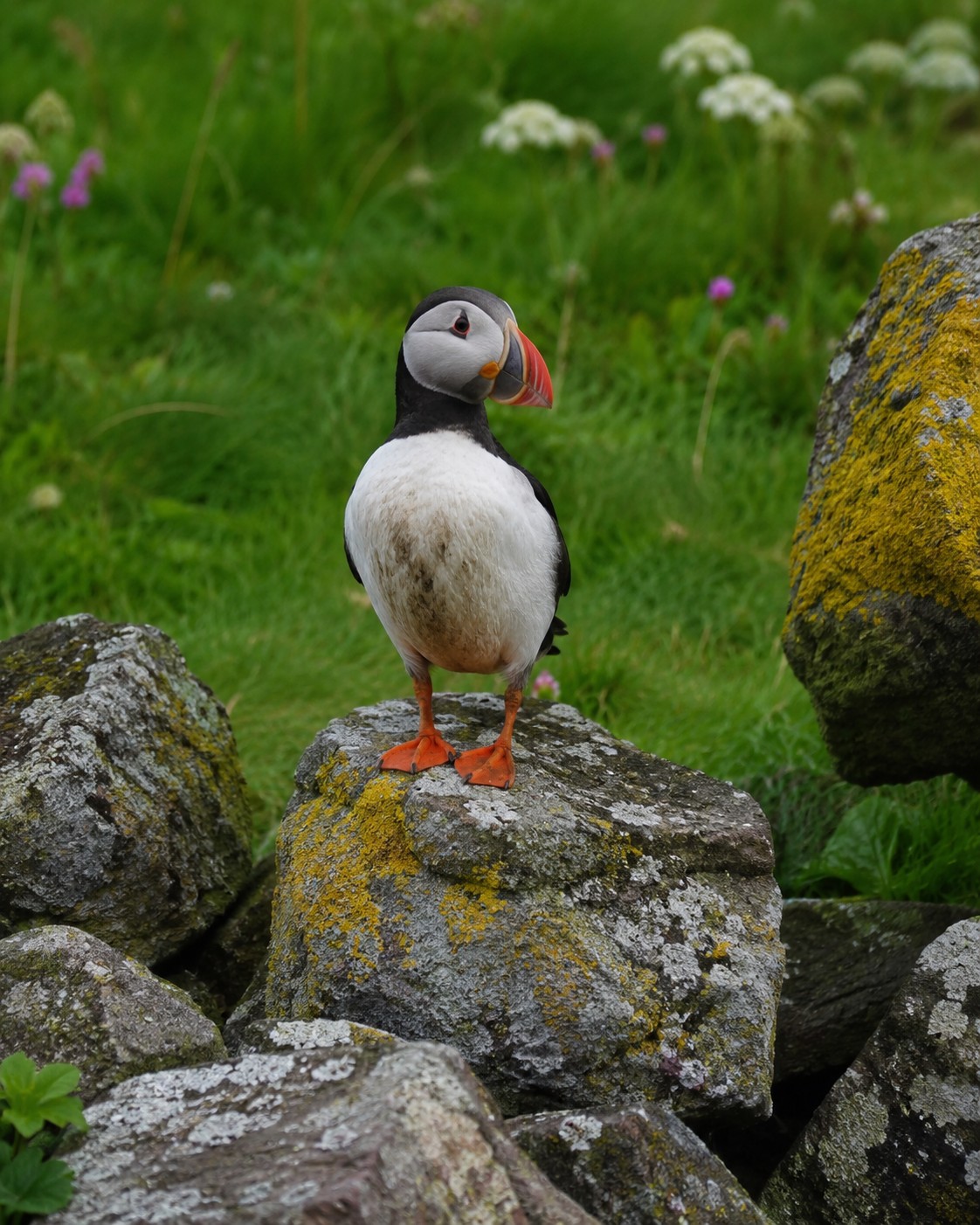 AI-generated close-up interpretation of the distant Handa Island puffin
