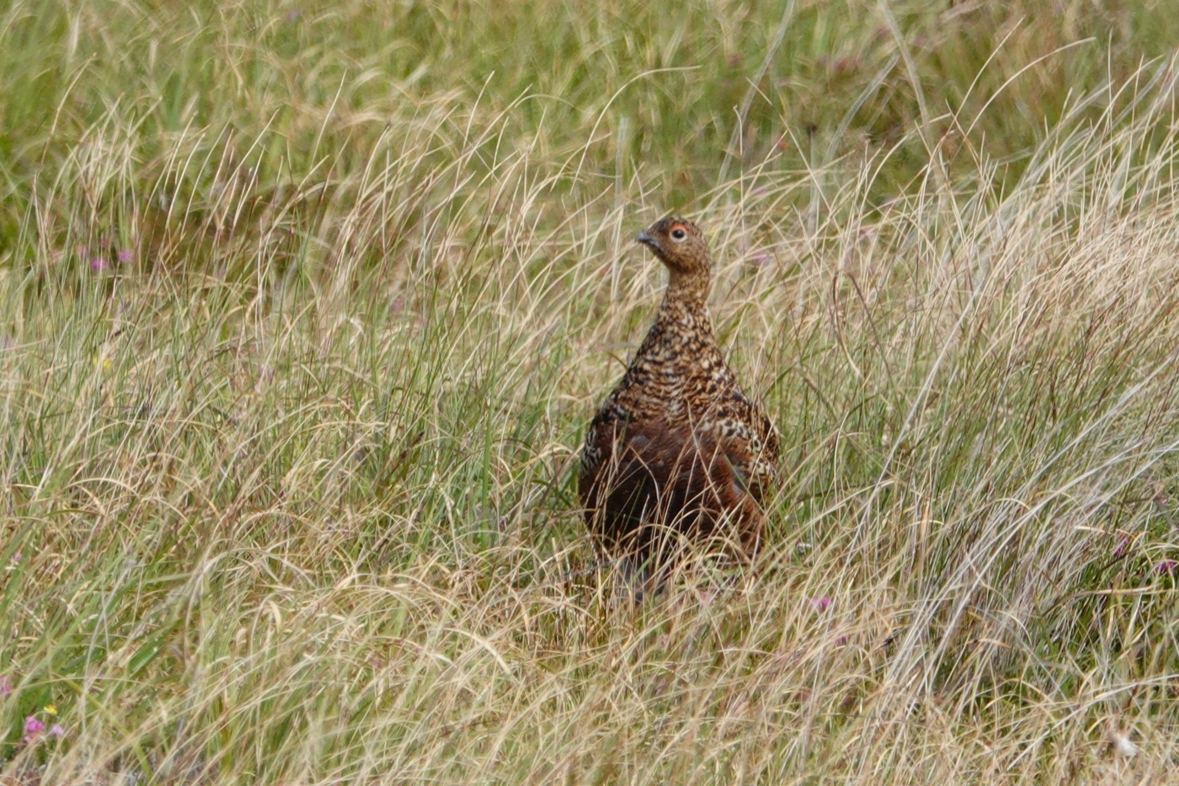 Red grouse standing in long pale grass on Handa Island