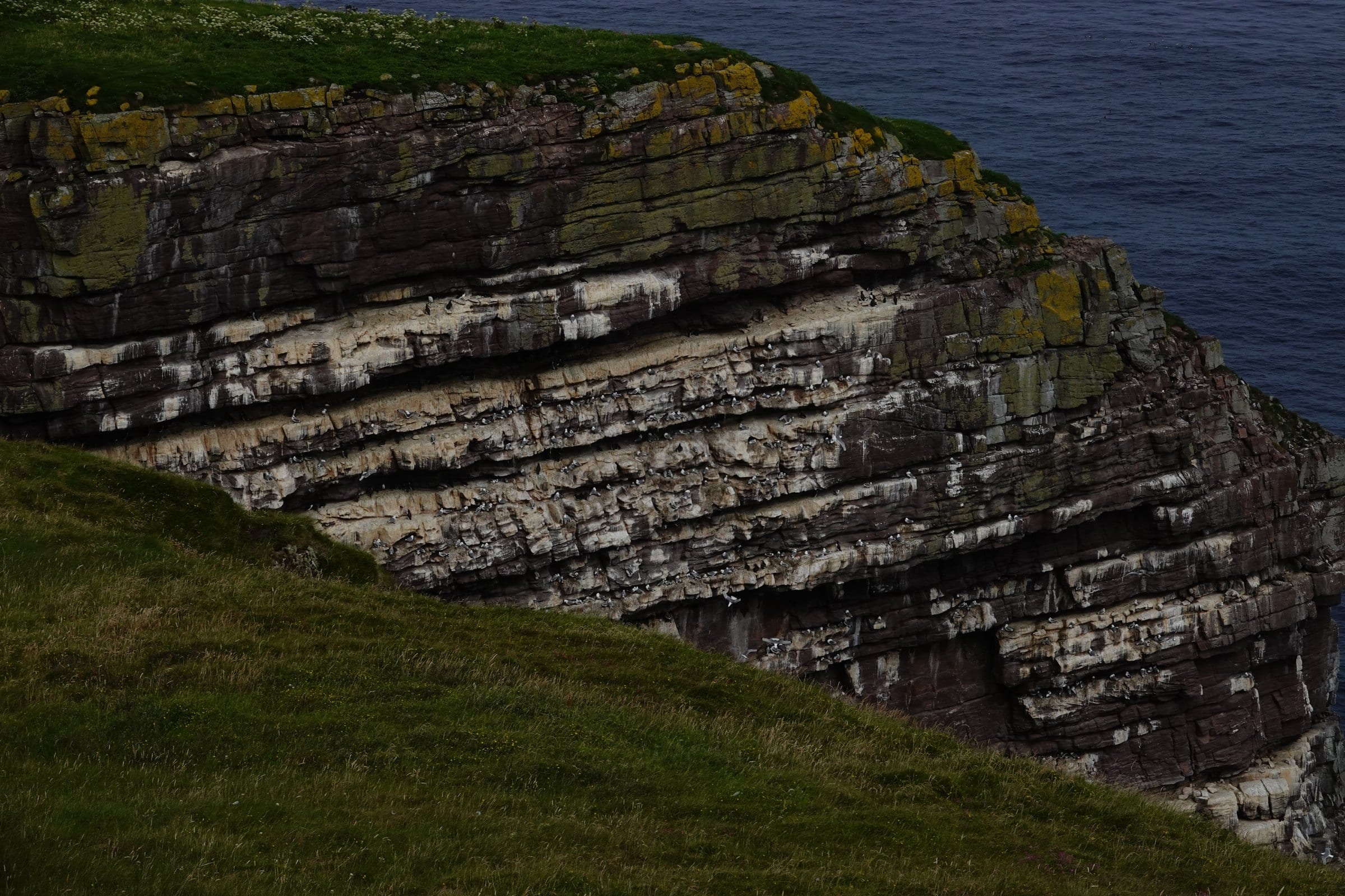 Large seabird colony covering the sandstone ledges on Handa Island