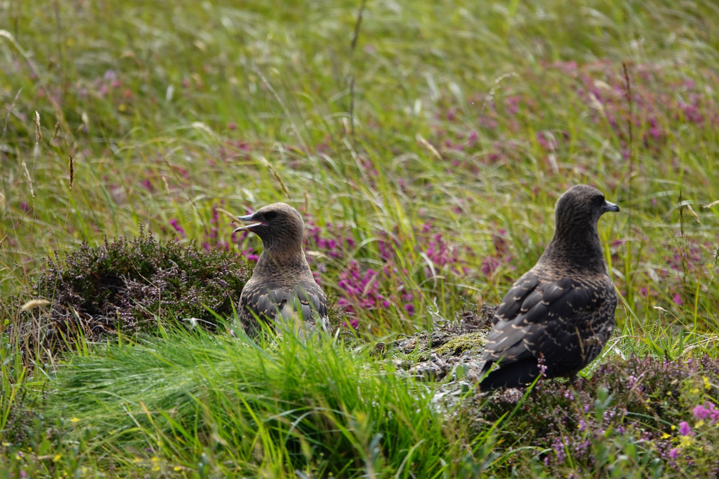 Two skuas among heather and grass on Handa Island