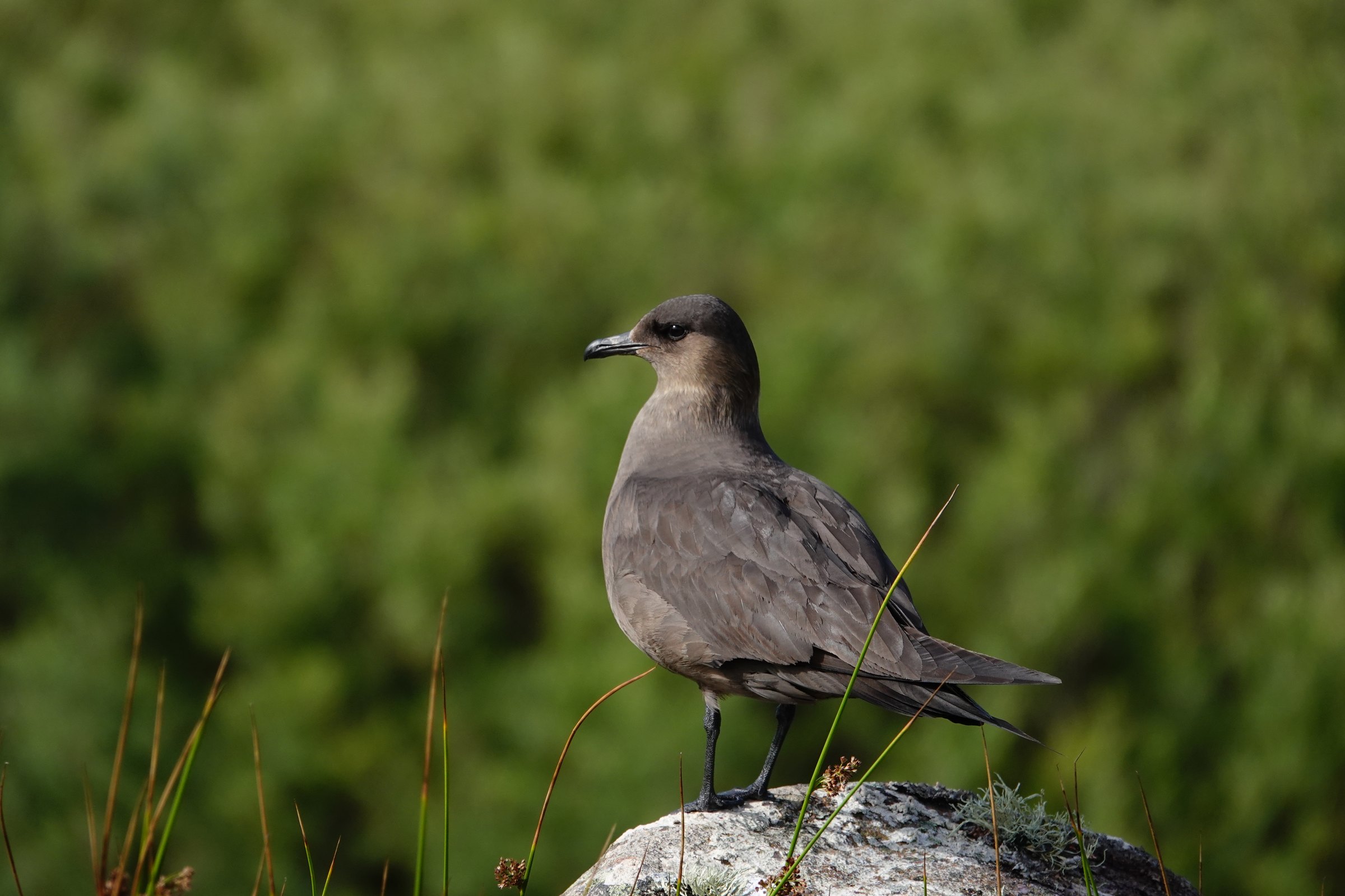 Skua standing on a lichen-covered rock on Handa Island