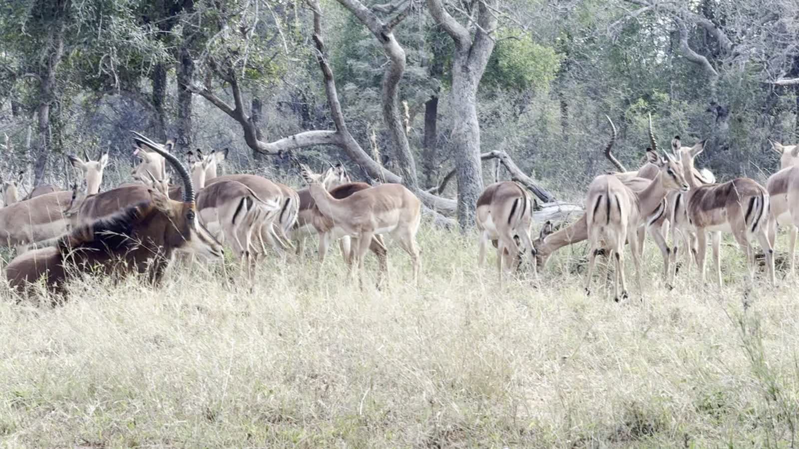 Antelope herd in the Mabalingwe bushveld