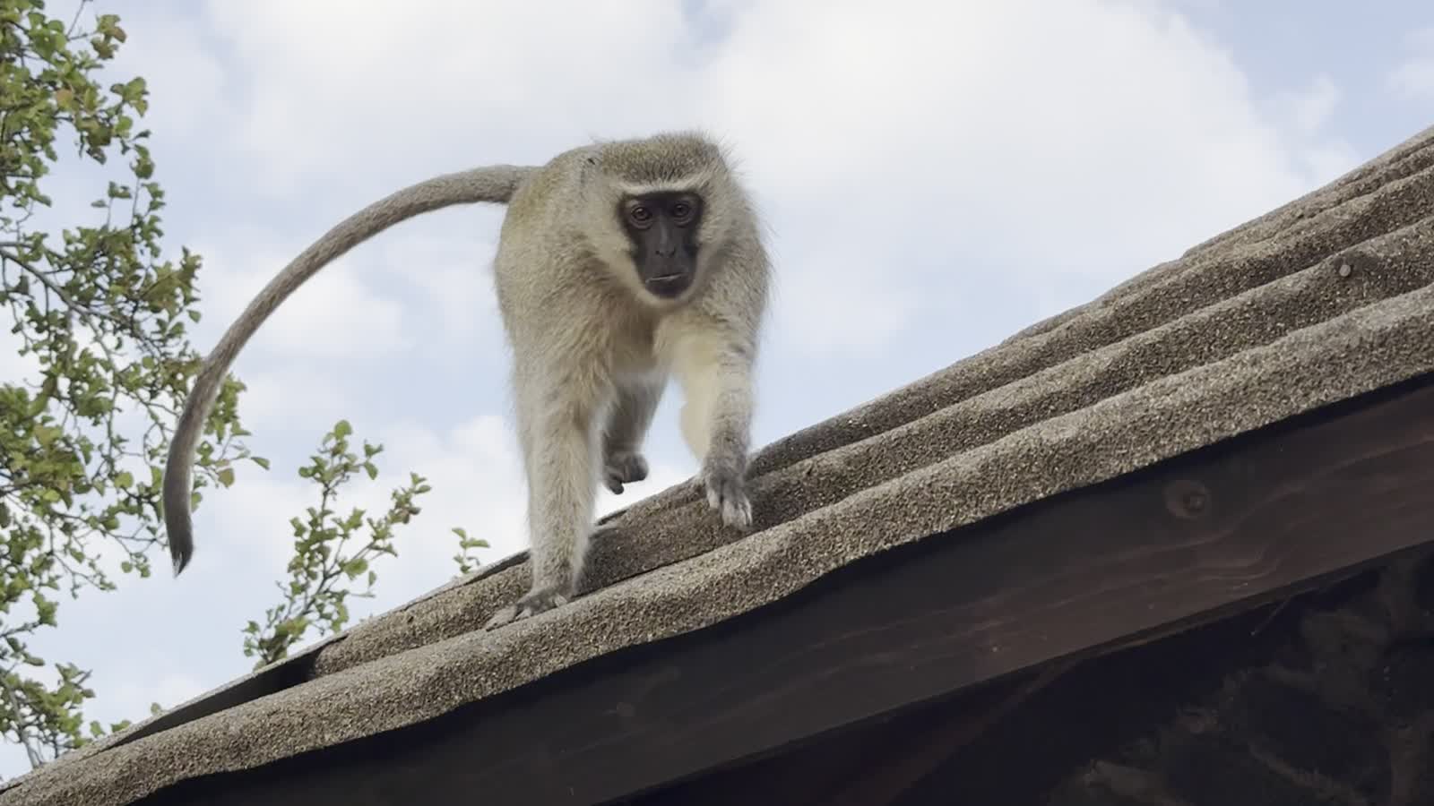 Monkey on a Mabalingwe roof from phone video
