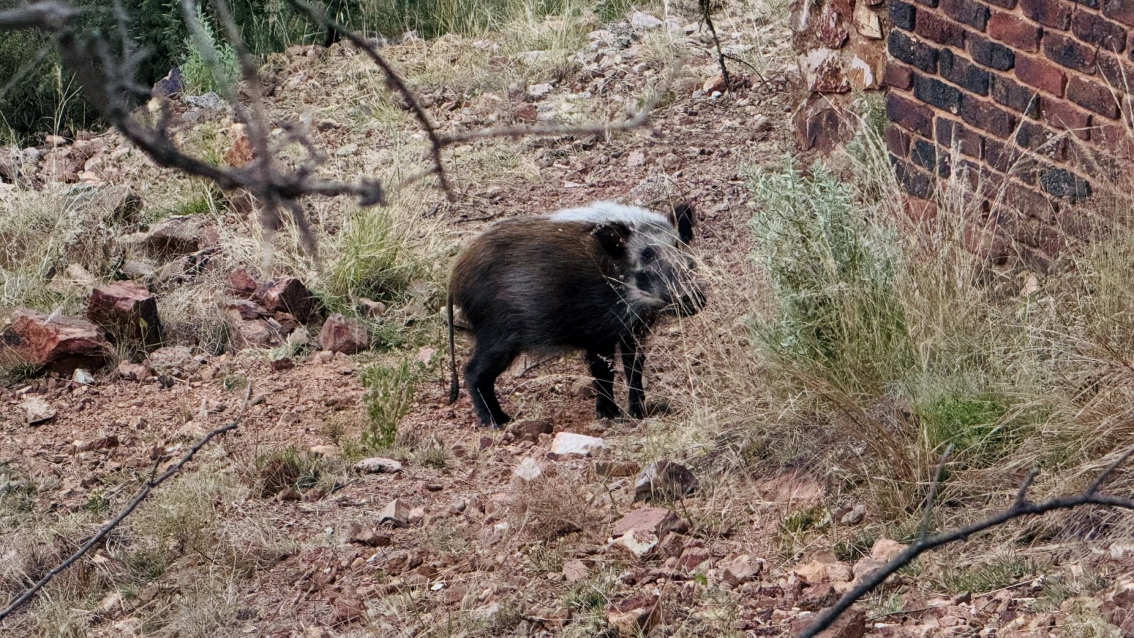 Warthog near a Mabalingwe unit